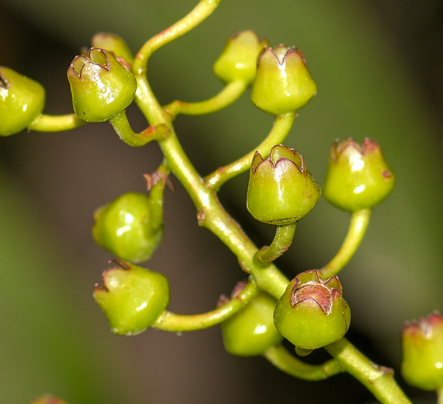 Image of Cavendishia martii specimen.