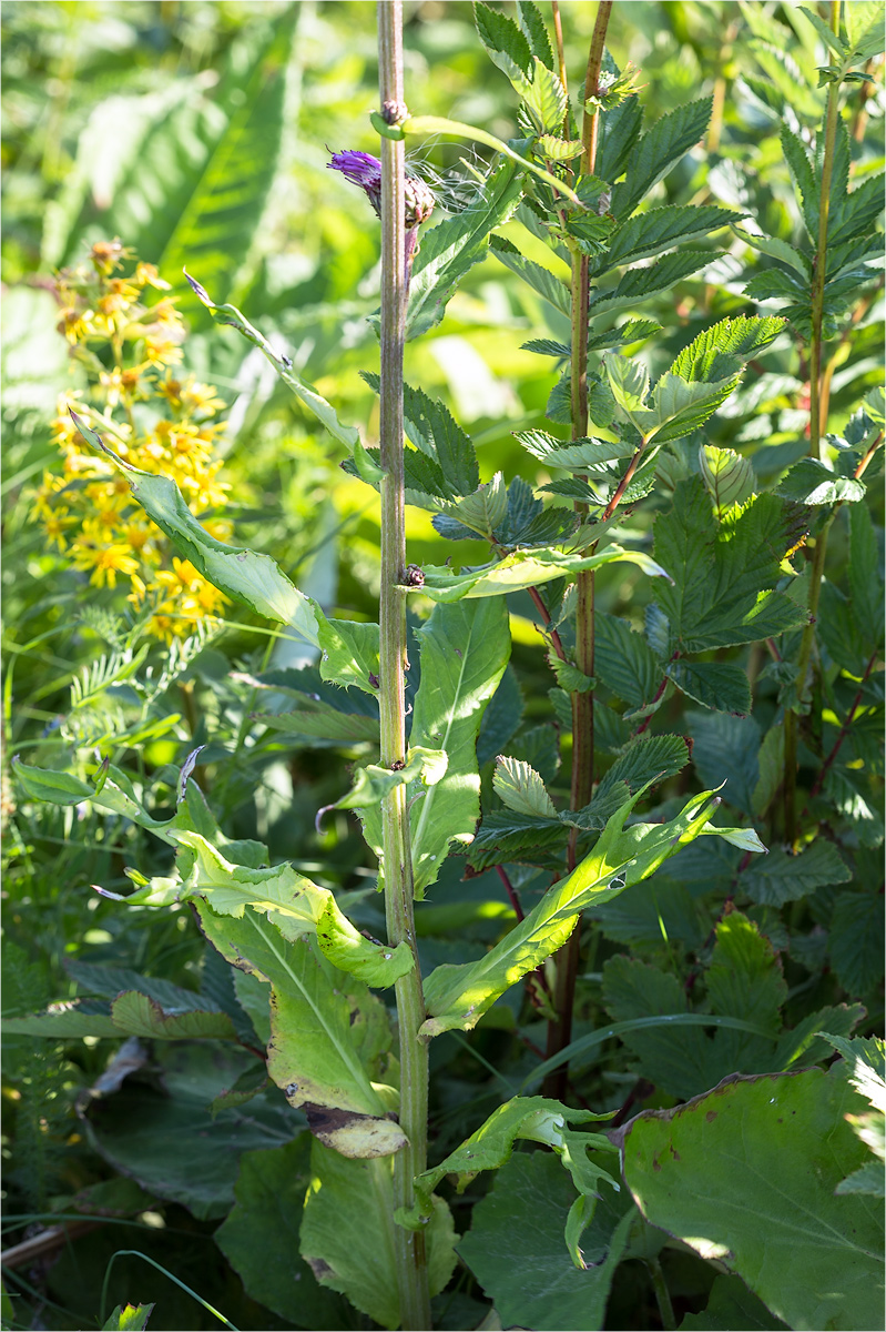 Изображение особи Cirsium heterophyllum.