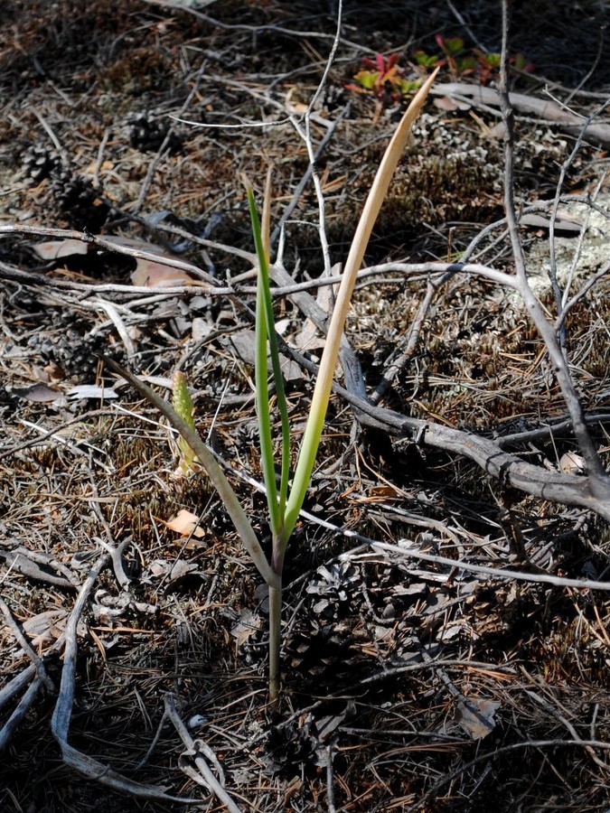 Изображение особи Allium altaicum.