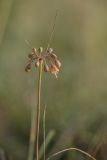 Allium paczoskianum