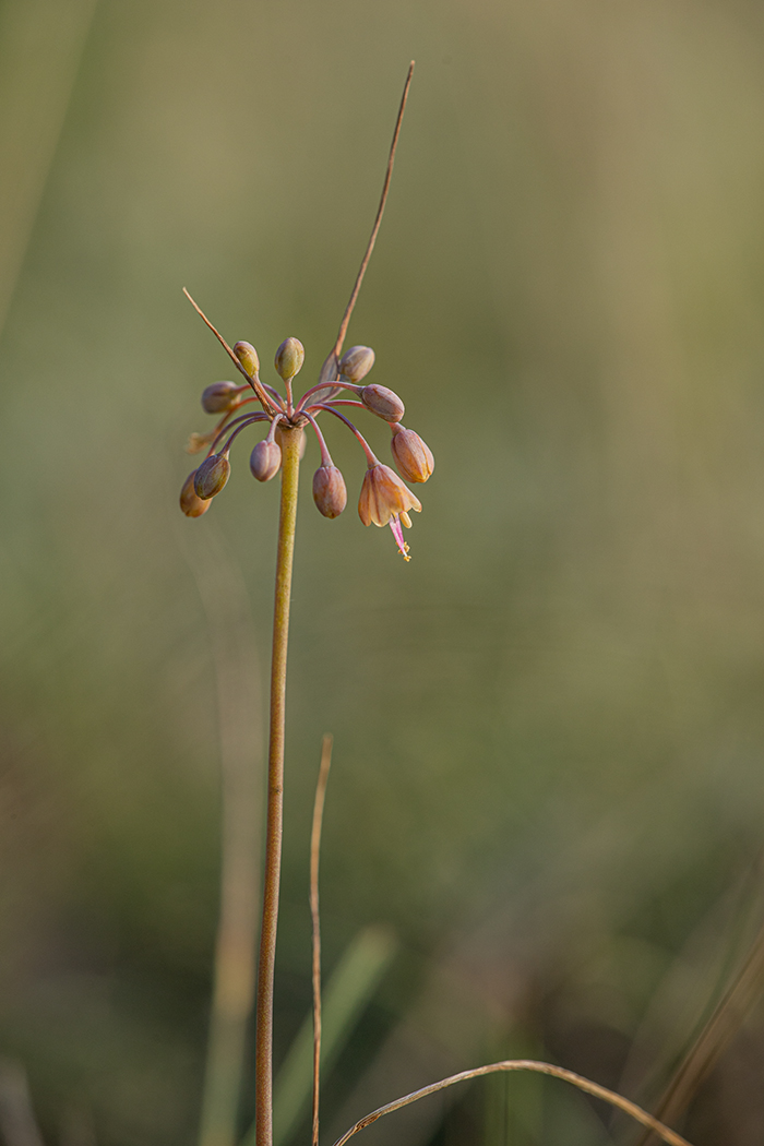 Image of Allium paczoskianum specimen.