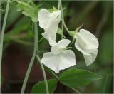 Lathyrus odoratus