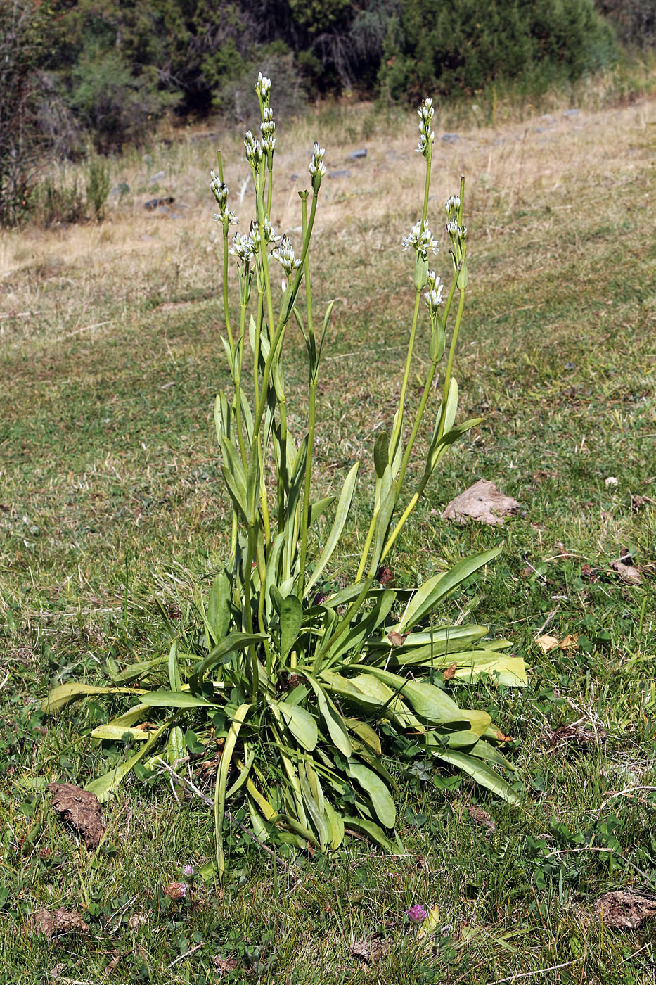 Image of Swertia lactea specimen.