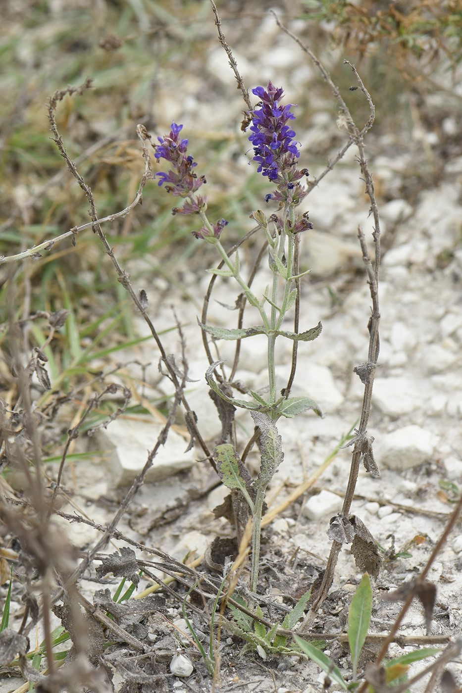 Изображение особи Salvia tesquicola.