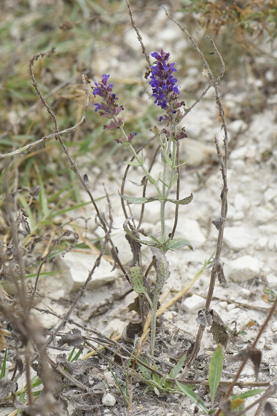 Изображение особи Salvia tesquicola.