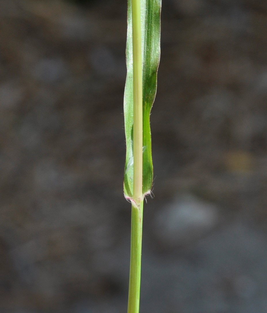 Изображение особи Dactyloctenium aegyptium.