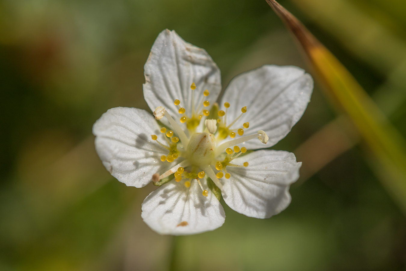 Изображение особи Parnassia palustris.