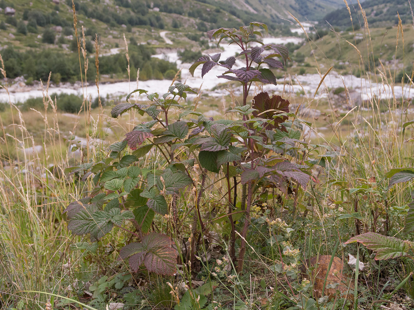 Изображение особи Rubus idaeus.