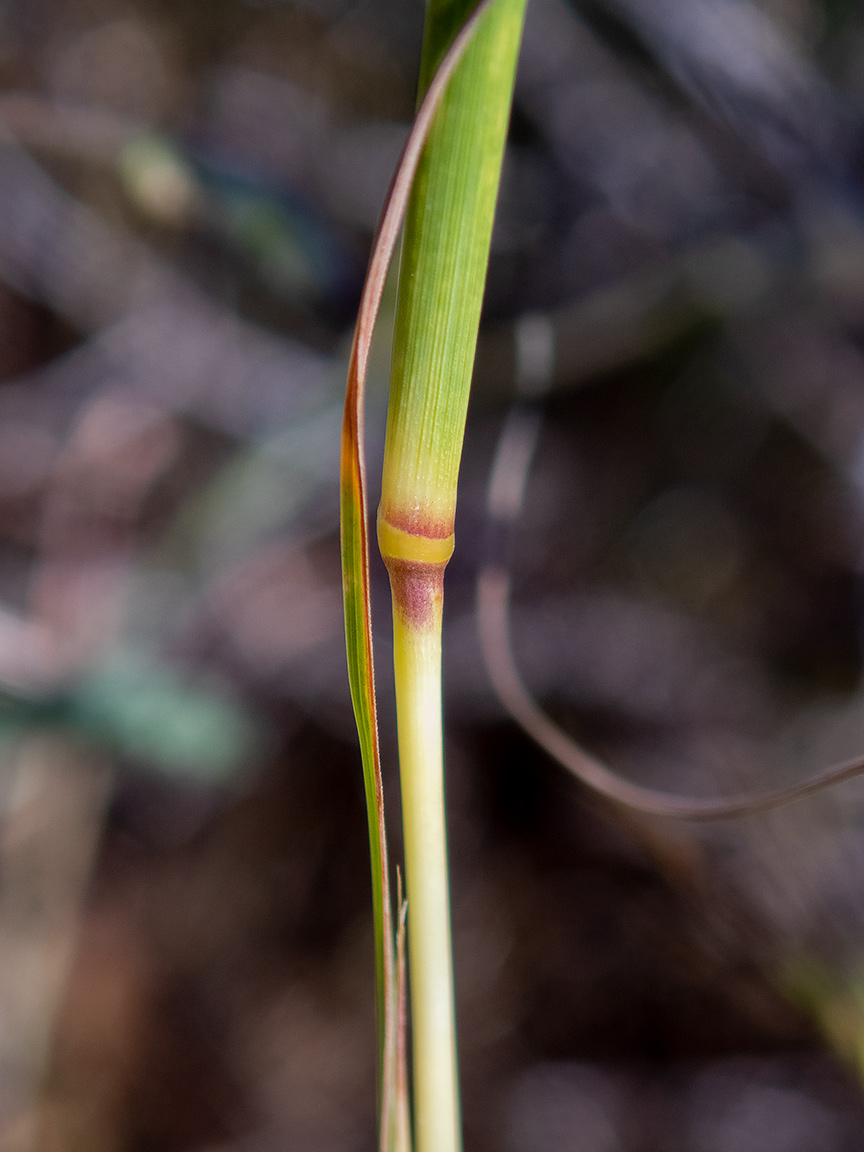 Image of Hyparrhenia hirta specimen.