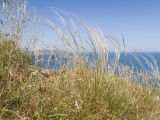 genus Stipa. Цветущие растения. Крым, Керченский п-ов, Ленинский р-н, окр с. Осовины, мыс Газан, верхняя приморская терраса. 28.05.2021.