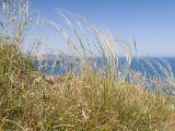 род Stipa. Цветущие растения. Крым, Керченский п-ов, Ленинский р-н, окр с. Осовины, мыс Газан, верхняя приморская терраса. 28.05.2021.