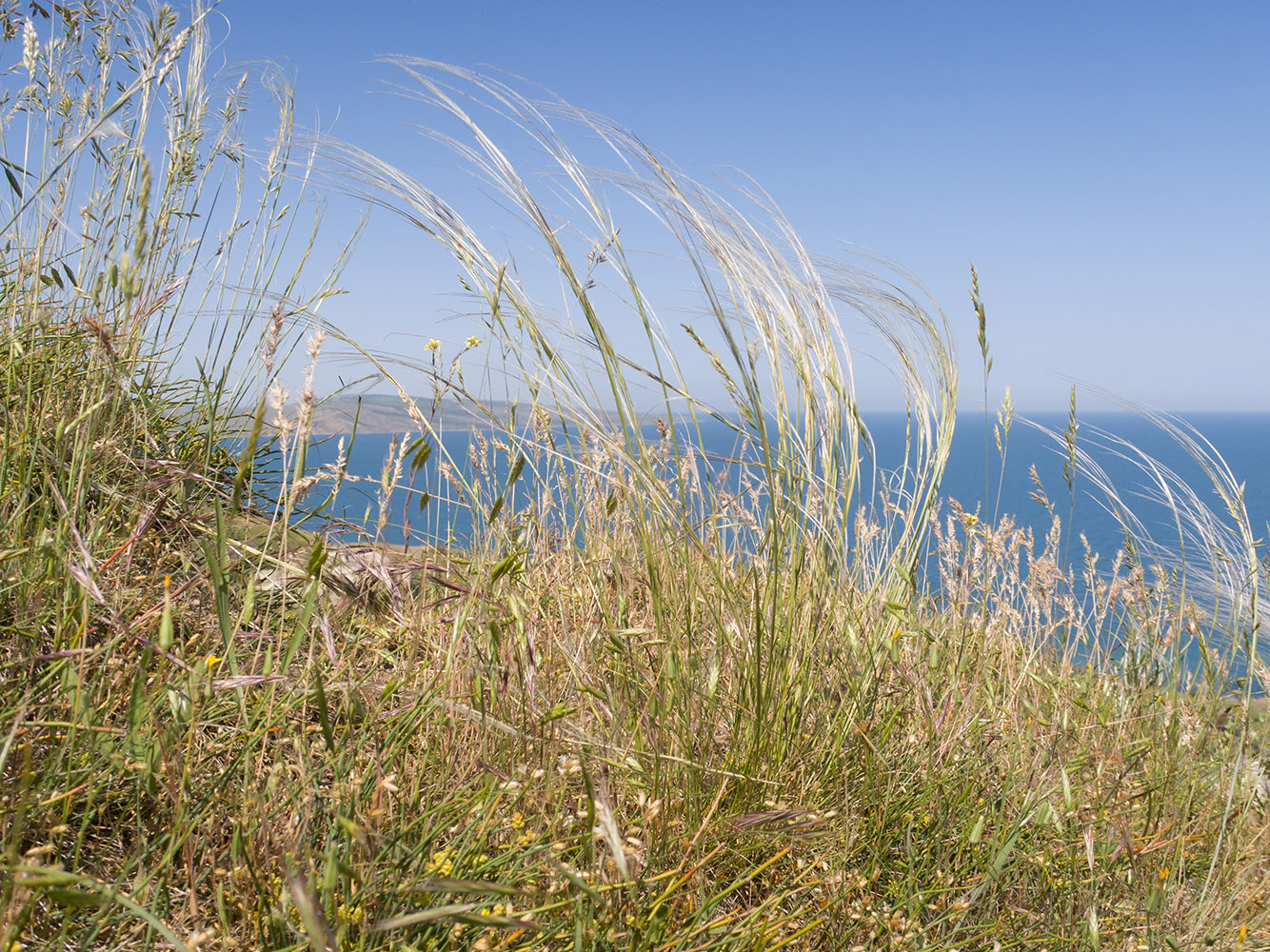 Изображение особи род Stipa.