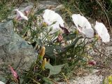 Convolvulus arvensis. Часть цветущего растения с кормящимся жуком и отдыхающей мухой. Греция, Эгейское море, о. Сирос, пос. Фабрика (Φάμπρικα), высокий берег моря. 03.05.2021.