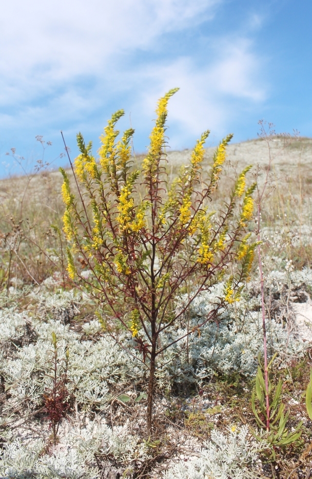 Image of Orthanthella lutea specimen.