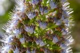 Echium acanthocarpum