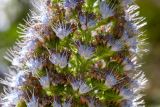 Echium acanthocarpum. Часть соцветия. Израиль, г. Иерусалим, ботанический сад университета. 01.05.2019.