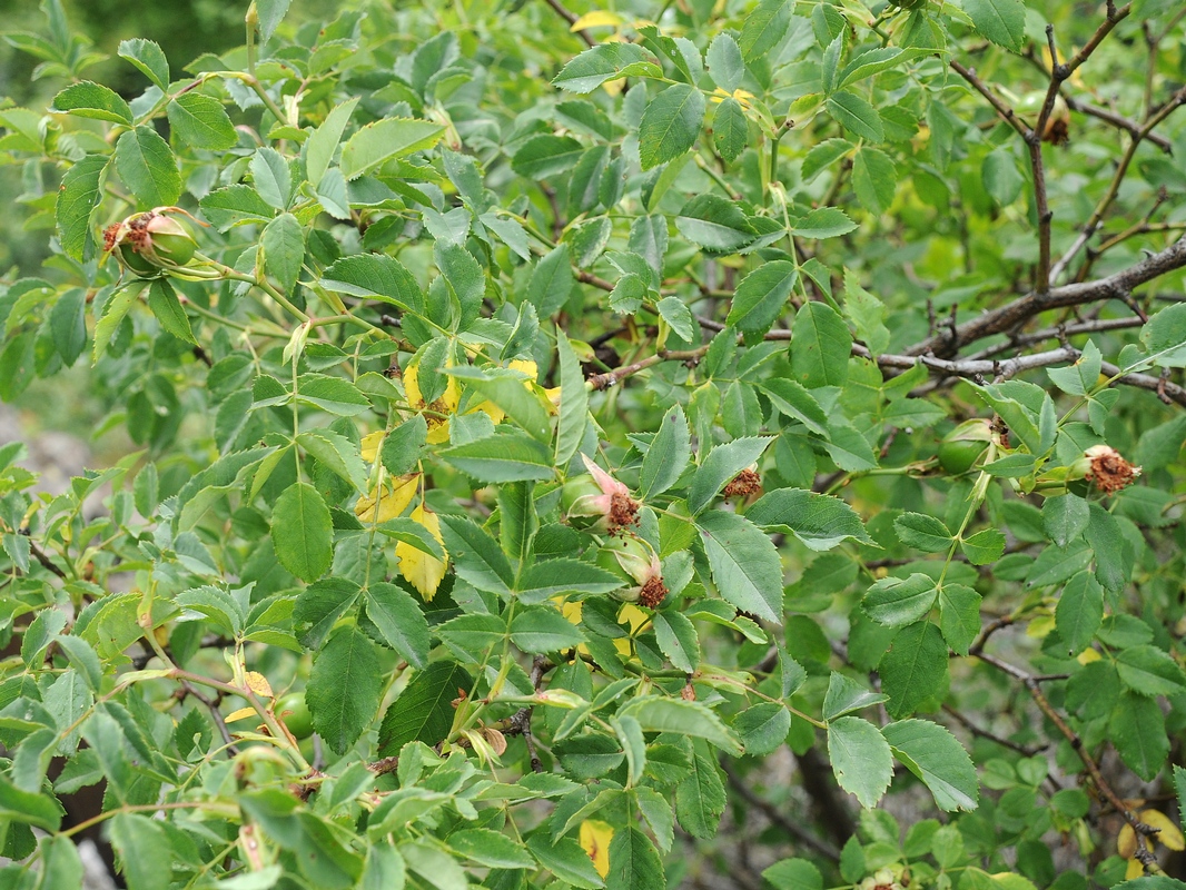 Image of Rosa canina specimen.