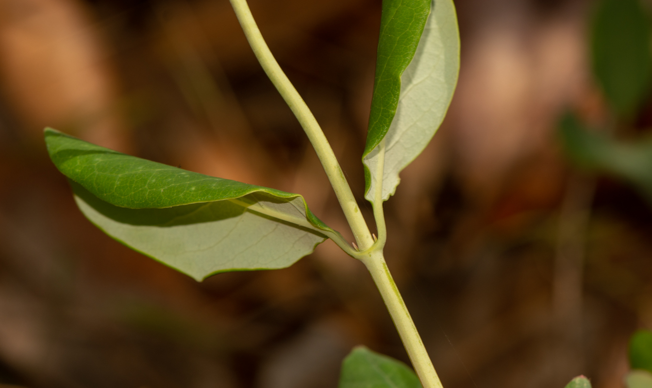 Изображение особи Lonicera dioica.