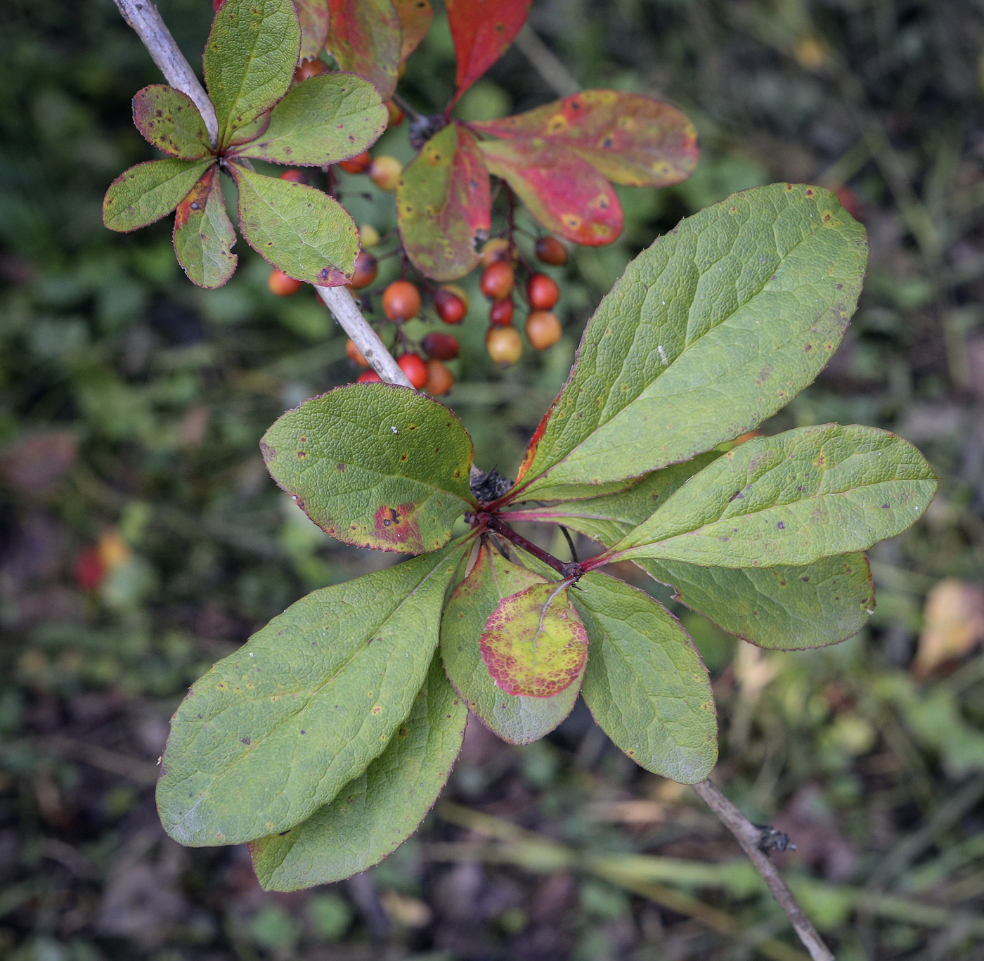 Image of Berberis koreana specimen.