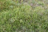 Lycopodium lagopus. Заросли спороносящих растений в тундре. Кольский п-ов, Восточный Мурман, окр. пос. Дальние Зеленцы. 03.08.2010.