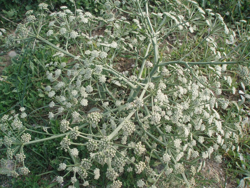 Image of Seseli arenarium specimen.