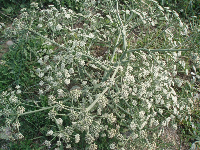 Image of Seseli arenarium specimen.