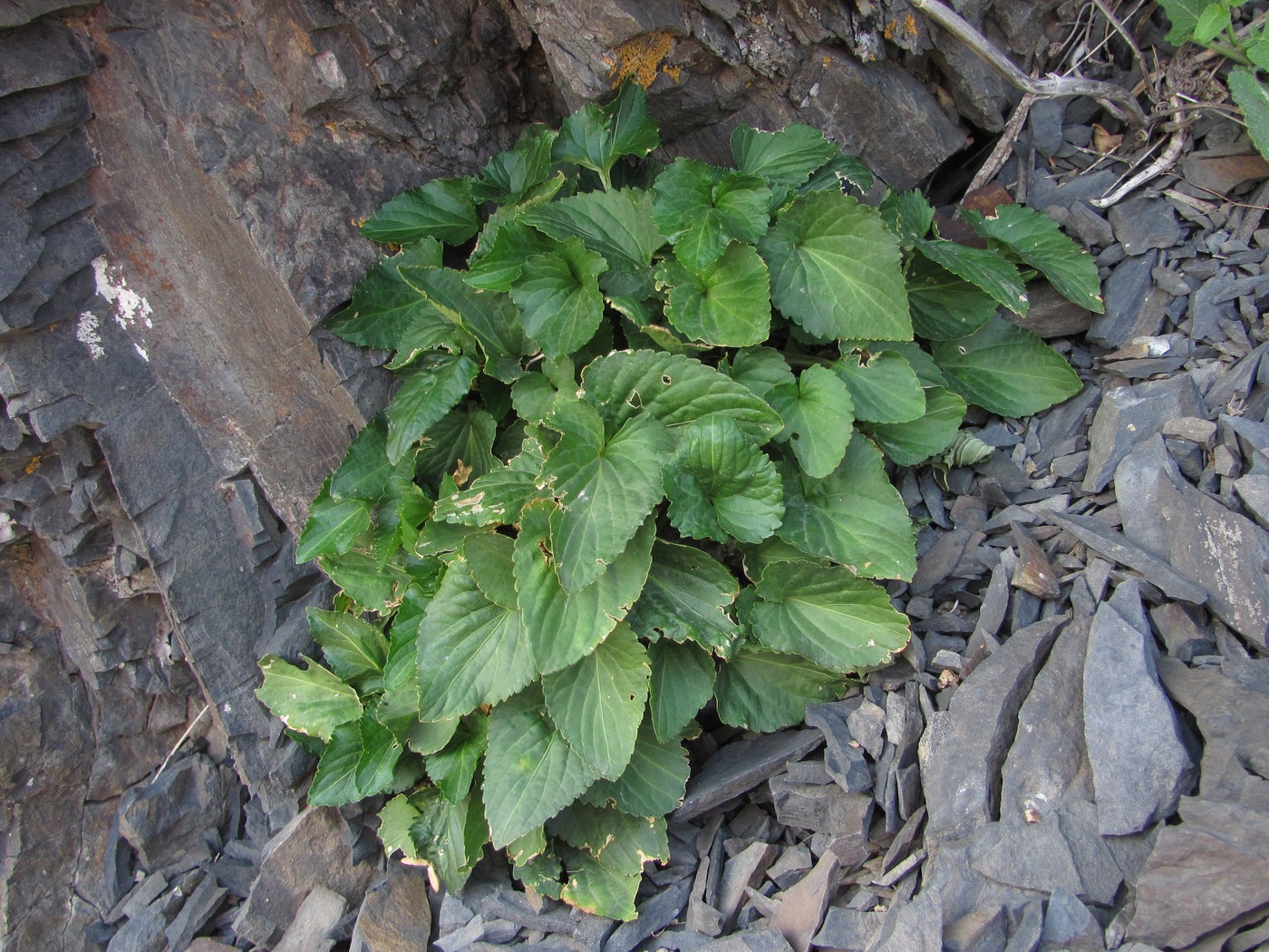 Image of genus Viola specimen.