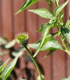 Echinacea purpurea. Верхушки побегов с развивающимися соцветиями. Московская обл., Одинцовский р-н, г. Кубинка, в дренажной канаве у забора частного дома. 14.07.2021.