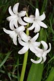 Hyacinthus orientalis