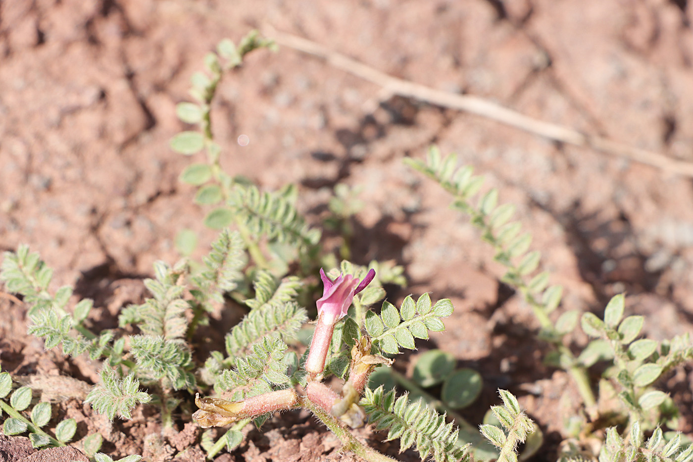 Image of Oxytropis chesneyoides specimen.