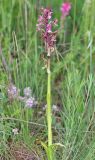 Anacamptis &times; gennarii nothosubsp. orientecaucasica