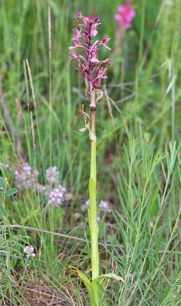 Image of Anacamptis &times; gennarii nothosubsp. orientecaucasica specimen.