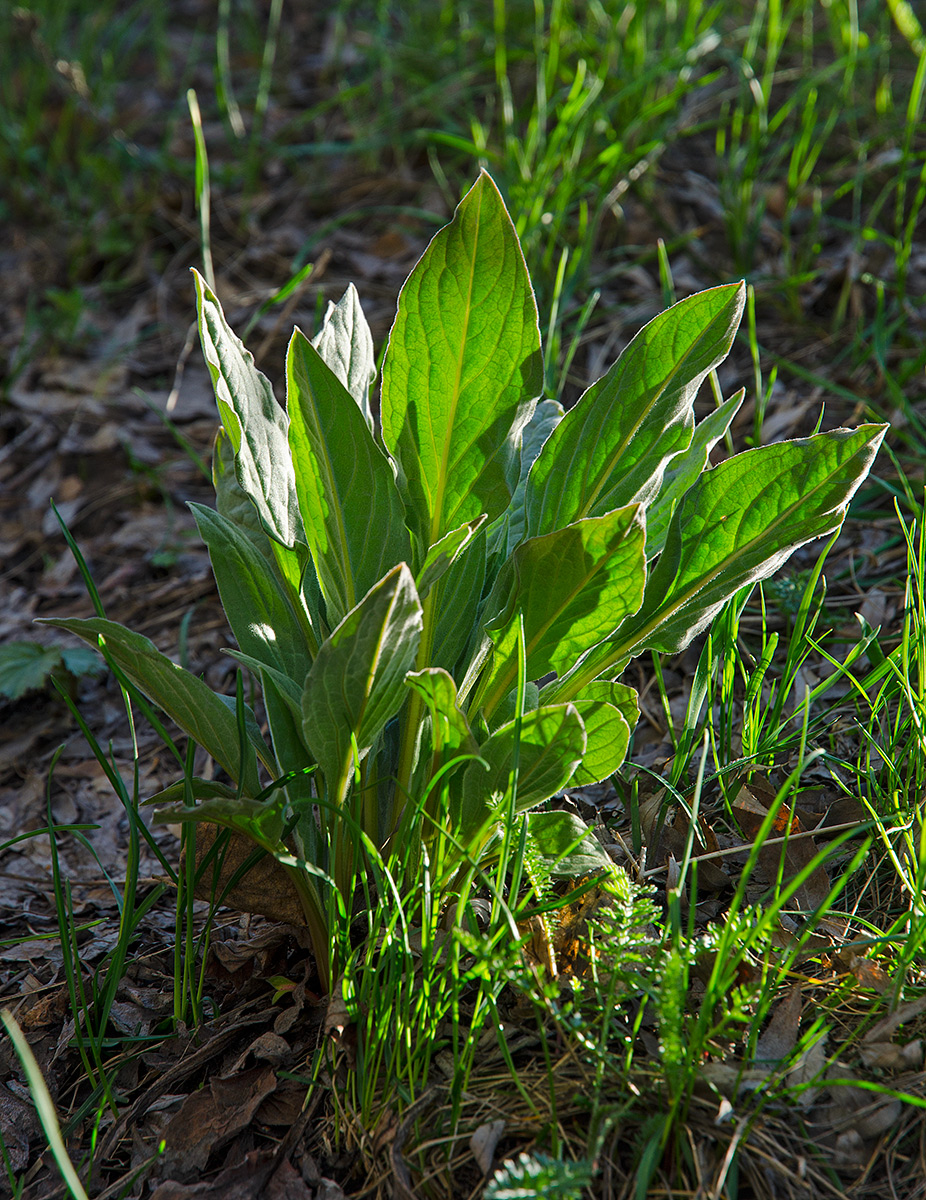 Изображение особи Cynoglossum officinale.