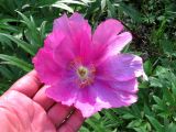 Paeonia anomala
