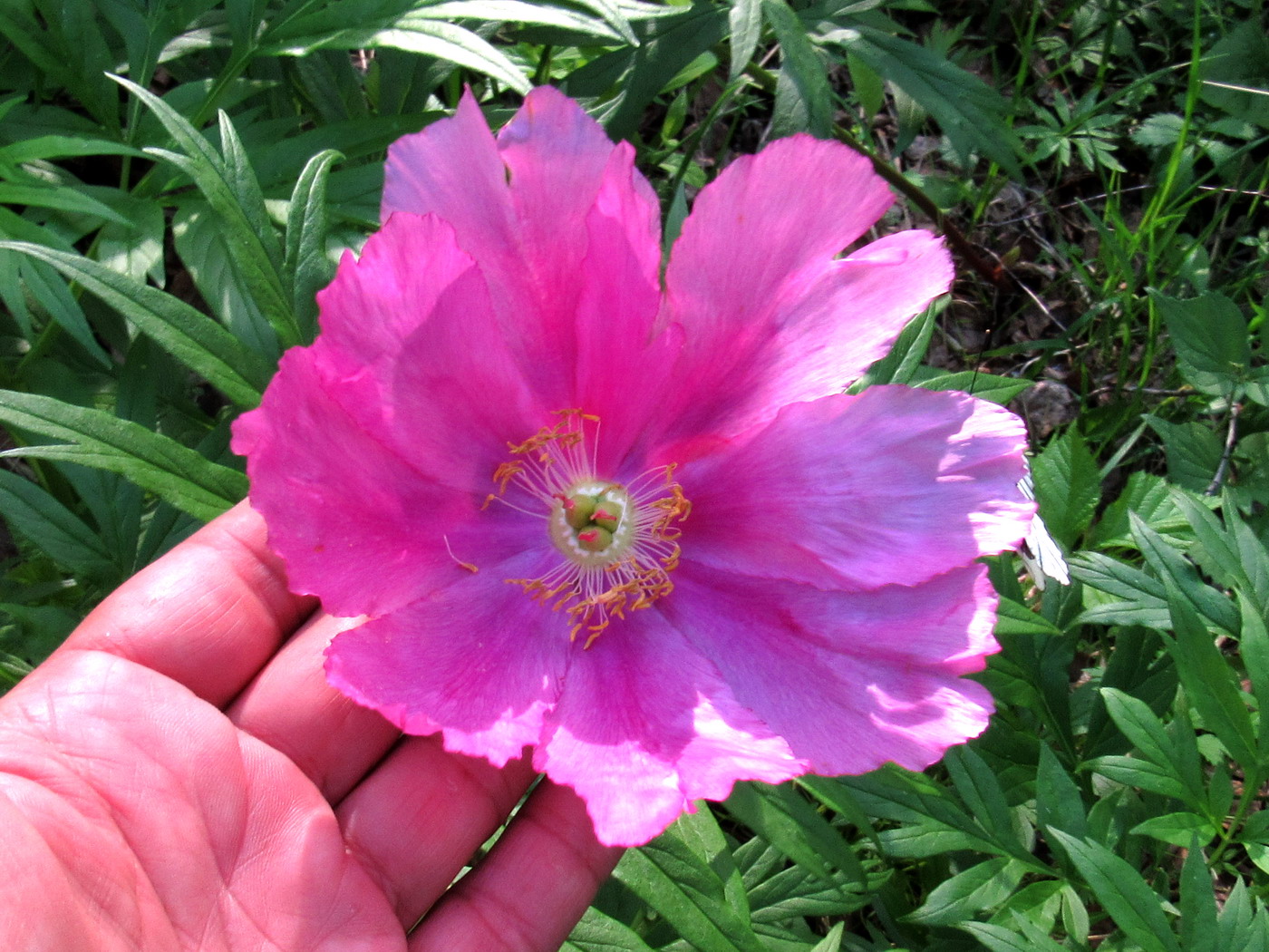 Изображение особи Paeonia anomala.