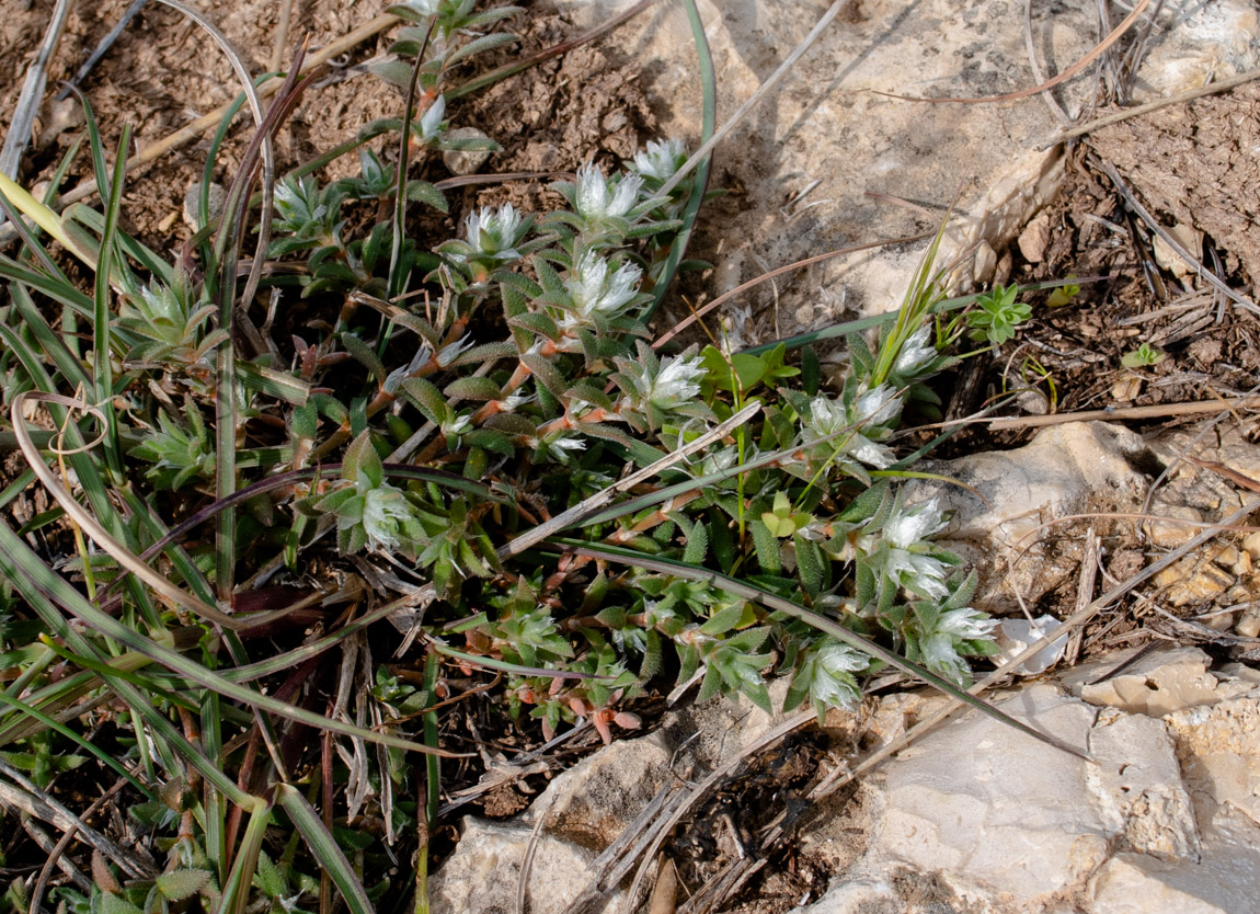 Image of Paronychia arabica specimen.