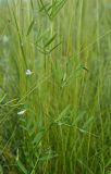 Vicia tetrasperma