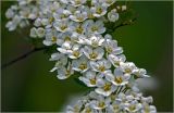 Spiraea × cinerea. Цветки. Московская обл., Раменский р-н, окр. дер. Хрипань, садовый участок. 24.05.2022.