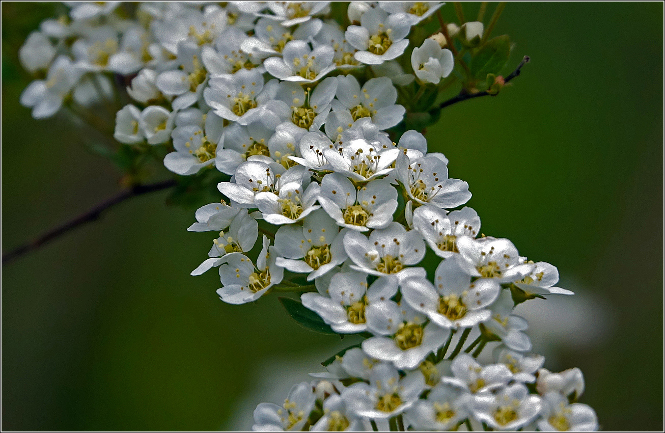 Изображение особи Spiraea &times; cinerea.