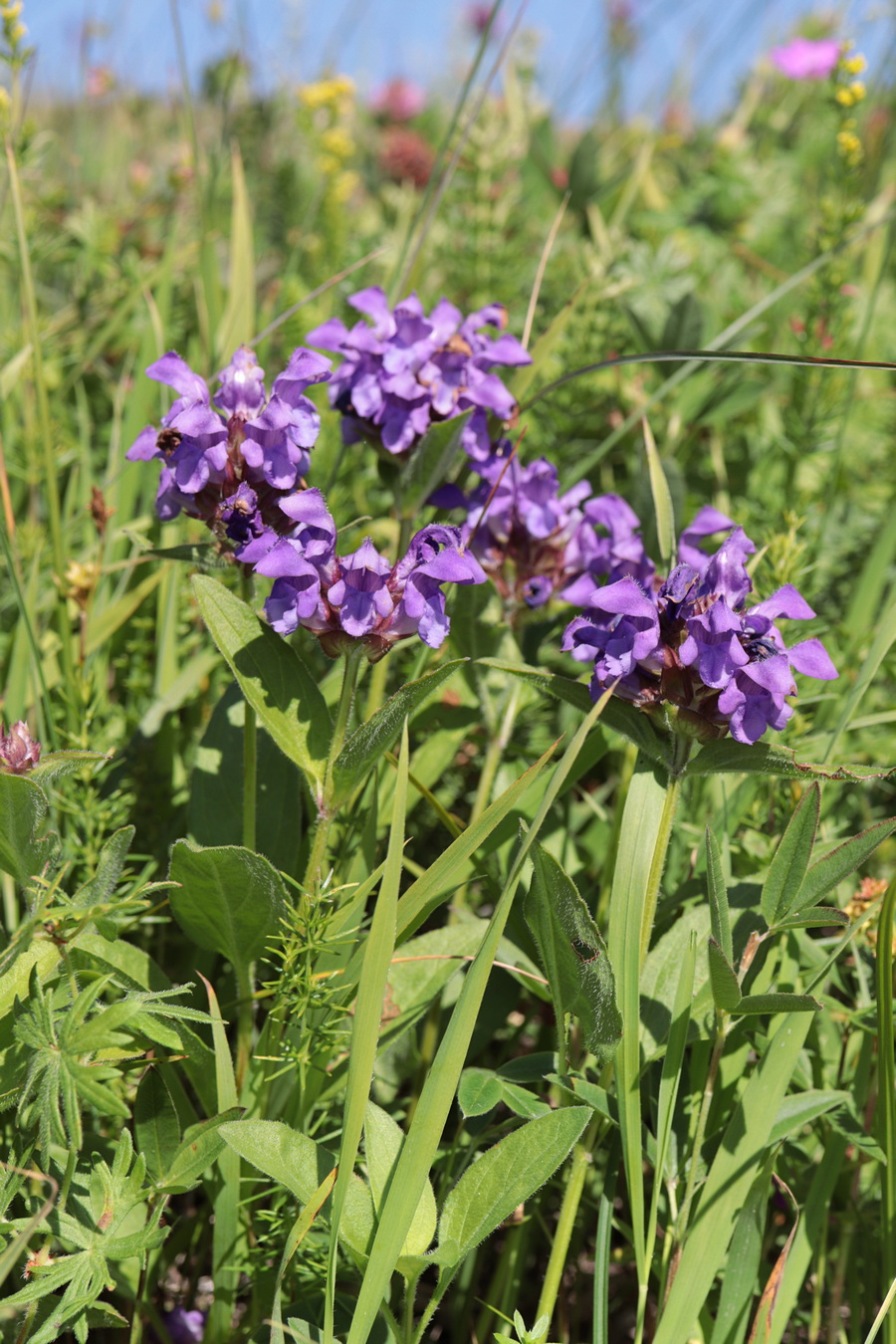 Image of Prunella grandiflora specimen.