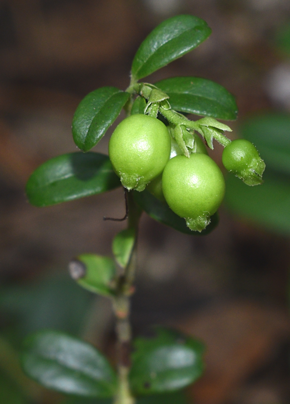 Image of Vaccinium vitis-idaea specimen.