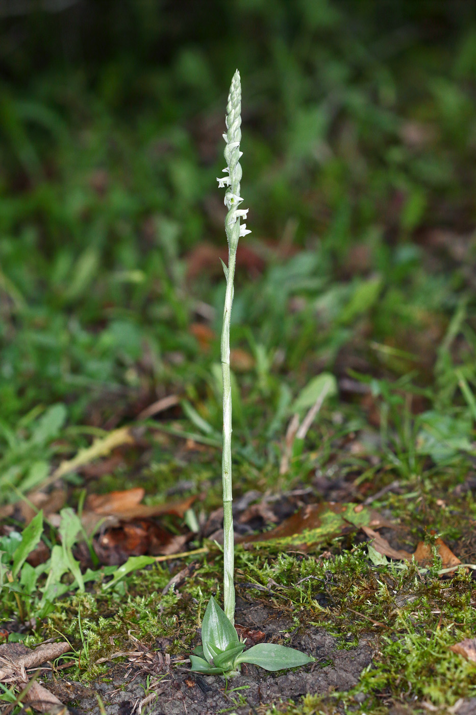 Изображение особи Spiranthes spiralis.