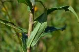 genus Hieracium. Лист (вид на абаксиальную поверхность). Тульская обл., Плавский р-н, окр. пос. Молочные Дворы, балка, суходольный луг. 24.08.2022.
