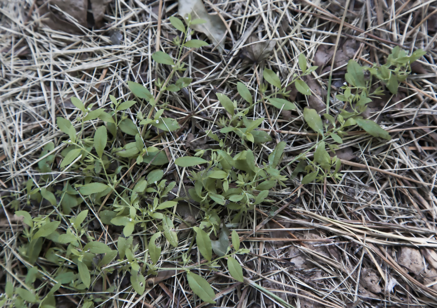 Image of Bothriospermum tenellum specimen.