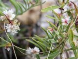 Cuscuta epithymum