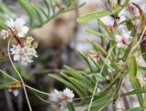 Cuscuta epithymum