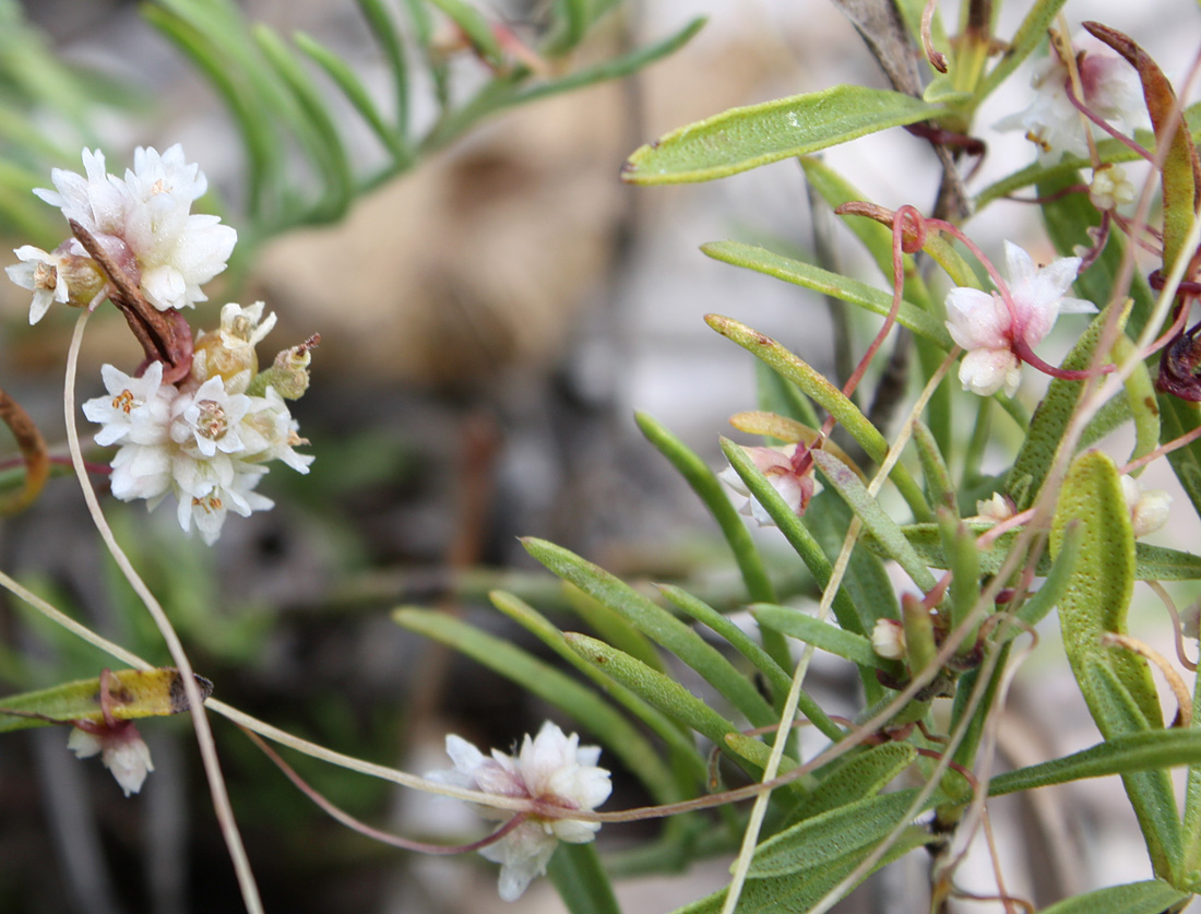 Image of Cuscuta epithymum specimen.