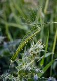 семейство Poaceae. Верхушка побега с соцветием. Дагестан, г. Дербент, газон. 04.05.2022.