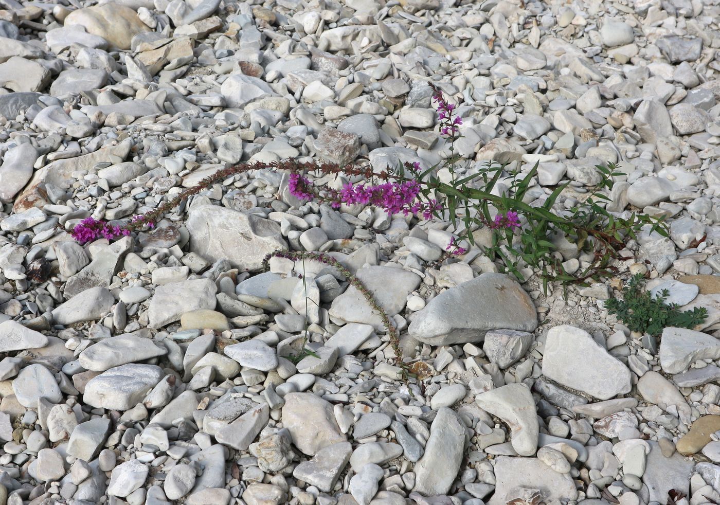 Image of Lythrum virgatum specimen.