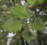 Sorbus austriaca. Верхушка плодоносящей веточки (видна абаксиальная поверхность листьев). Москва, ГБС, дендрарий. 15.09.2022.